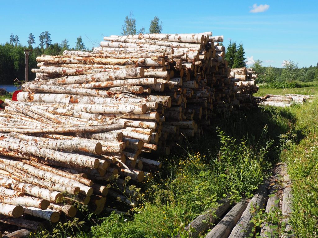 koivupuita polttopuuksi